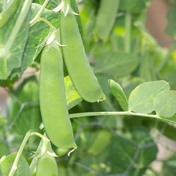 Snow Pea Vegetable Seeds for Planting - 100 pcs